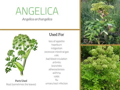 what is angelica used for.